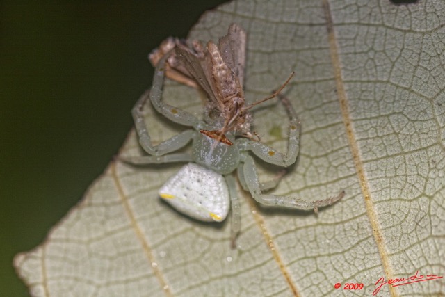 031 Plateaux Bateke 6 Arthropoda Arachnida Araneae Araignee 31 9E50DIMG_31975wtmk.jpg