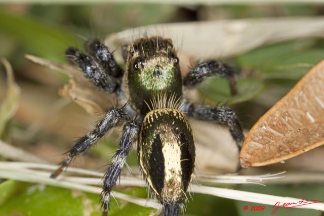 034 Arthropoda Arachnida Araneae Araignee 34 9E5K2IMG_55660wtmk.jpg