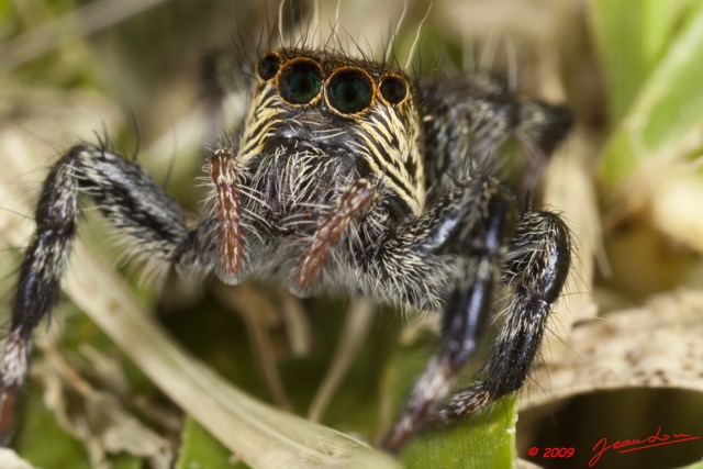 035 Arthropoda Arachnida Araneae Araignee 34 9E5K2IMG_55663wtmk.jpg