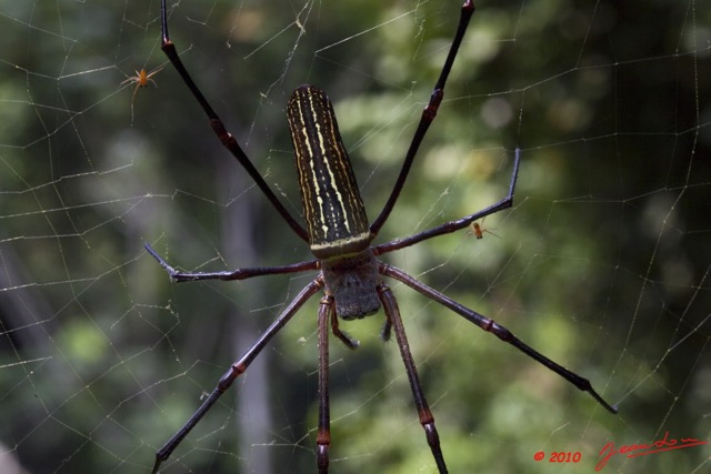 040 Arthropoda Arachnida Araneae Araignee 35 9E5MK2IMG_55847wtmk.jpg