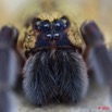 052 Arthropoda Arachnida Araneae Araignee 40 10E5K2IMG_58571wtmk.jpg