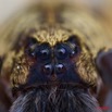 053 Arthropoda Arachnida Araneae Araignee 40 10E5K2IMG_58573wtmk.jpg