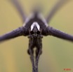 074 Arthropoda Arachnida Araneae Araignee 42 10E5K2IMG_63765wtmk.jpg