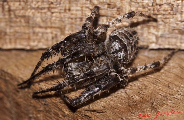 077 BAGOMBE Arthropoda Arachnida Araneae Araignee 10E50IMG_32374wtmk.jpg