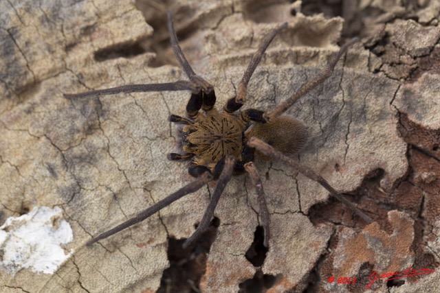 082 Arthropoda Arachnida Araneae Araignee 46 11E5K2IMG_71194wtmk.jpg