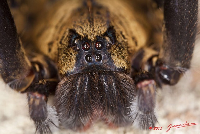 083 Arthropoda Arachnida Araneae Araignee 46 11E5K2IMG_71193wtmk.jpg