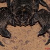087 BELINGA Arthropoda Arachnida Scorpiones Scorpion Pandinus imperator 11E50IMG_32613awtmk.jpg
