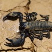 094 IKEI Arthropoda Arachnida Scorpiones Scorpion Pandinus imperator 12E5K2IMG_74958wtmk.jpg