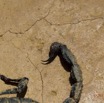 097 IKEI Arthropoda Arachnida Scorpiones Scorpion Pandinus imperator 12E5K2IMG_74962wtmk.jpg