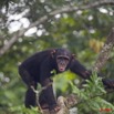 007 LEKEDI 3 Chimpanze 9E5K2IMG_54874wtmk.jpg