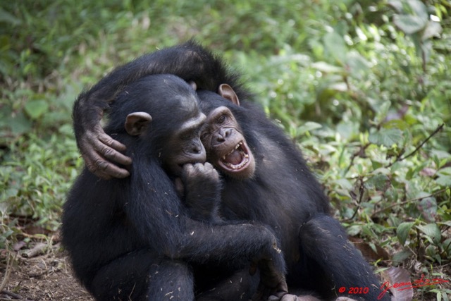 047 LEKEDI 4 Jeunes Chimpanzes 9E5MK2IMG_56136wtmk.jpg