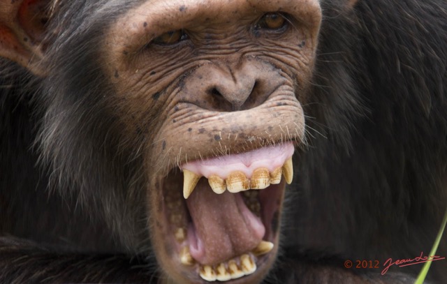 062 LEKEDI 7 Chimpanze Pan troglodytes 12E5K3IMG_90441wtmk.jpg