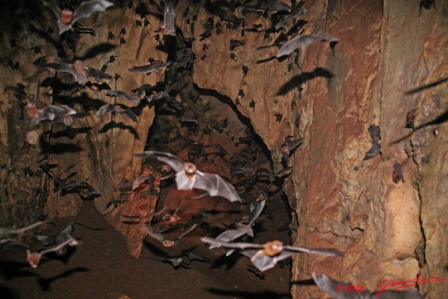 007 KELANGO Grotte Tunnel avec Chauves-Souris 8EIMG_20042WTMK.JPG