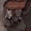 032 Grotte de ZADIE Chauve-Souris Roussette Rousettus aegyptiacus Femelle avec Petit 11E5K2IMG_69763wtmk.jpg