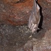 036 Grotte de ZADIE Chauve-Souris Roussette Rousettus aegyptiacus au Plafond 11E5K2IMG_69767awtmk.jpg