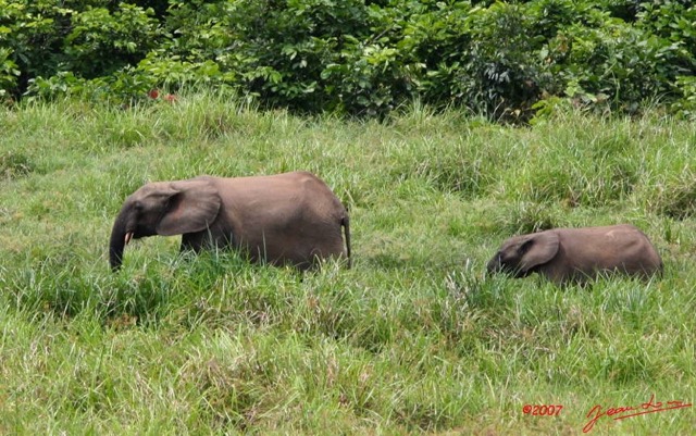 007 LANGOUE Bai Elephants 7IMG_7826wtmk.JPG