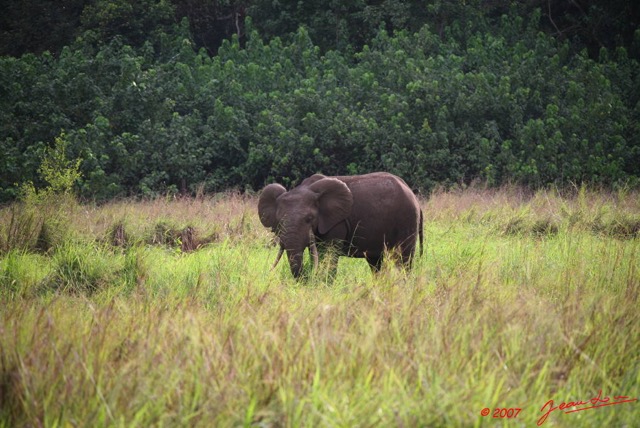013 GAMBA Elephants a Yenzi E7IMG_0381WTMK.JPG