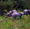 033 La LOPE Famille Elephants 9E5K2IMG_52216wtmk.jpg