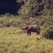 069 LANGOUE 2 Bai Elephant Entrant dans la Saline 10E50IMG_32272wtmk.jpg