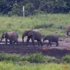 070 LANGOUE 2 Bai Elephants en Troupeau Entrant dans la Saline 10E50IMG_32277wtmk.jpg