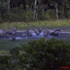 079 MOUPIA 5 Bai Elephants 31 a la Tombee de la Nuit 10E5K2IMG_64576wtmk.jpg