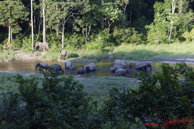 087 MOUPIA 6 Elephants le Soir au Bai 1 11E5K2IMG_69354wtmk.jpg