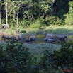087 MOUPIA 6 Elephants le Soir au Bai 1 11E5K2IMG_69354wtmk.jpg