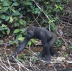 038 LEKEDI 7 Gorille Gorilla gorilla Jeune Male 12E5K3IMG_90394wtmk.jpg