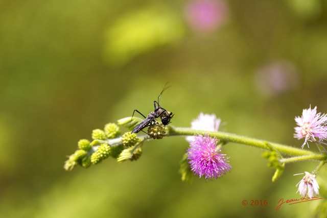 016 Insecta Hemiptera Heteroptera Punaise avec Proie Franceville 16E5K3IMG_119604wtmk.jpg