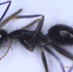 032 Insecta Hymenoptera Formicidae Fourmi 0005 2,5mm 16RX104DSC_1000308wtmk.jpg
