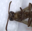 041 Insecta Hymenoptera Guepe 0007 13mm 16RX104DSC_1000378wtmk.jpg