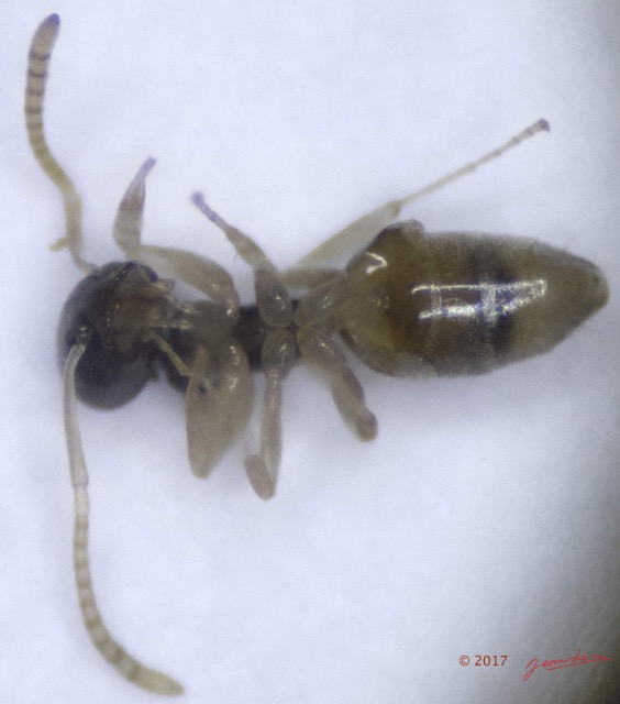 0020 Insecta Hymenoptera Formicidae Fourmi 0002 1,7mm 16RX104DSC_1000264wtmk.jpg