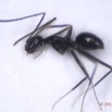 0030 Insecta Hymenoptera Formicidae Fourmi 0005 2,5mm 16RX104DSC_1000303wtmk.jpg