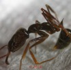 0052 Insecta 010 Hymenoptera Formicidae Ponerinae Fourmi Odontomachus assiniensis 18E5K3IMG_180521127514_DxOwtmk 150k.jpg
