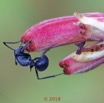 0054 Insecta 011 Hymenoptera Formicidae Formicinae Fourmi Polyrhachis sp 18E50IMG_180527133245_DxOwtmk 150k.jpg