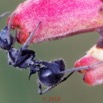 0057 Insecta 011 Hymenoptera Formicidae Formicinae Fourmi Polyrhachis sp 18E50IMG_180527133261_DxOwtmk 150k.jpg