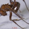 0070 Insecta 015 Hymenoptera Formicidae Myrmicinae Myrmicaria sp Koulamoutou 18E50DIMG_180722133432_DxOwtmk 150k.jpg