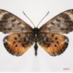011 Lepidoptere 3 (FD) ACRAEA Zetes Zetes m 7IMG_7397 awtmk.JPG