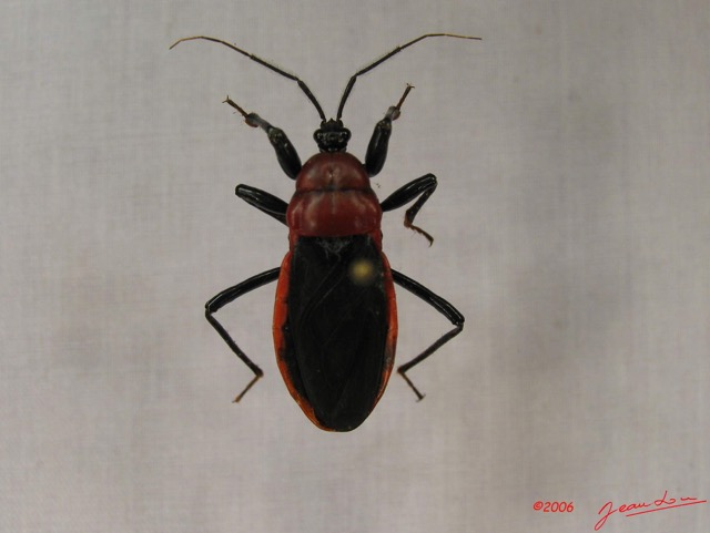 005 Insecta Hemiptera Heteroptera Punaise IMG_3708WTMK.jpg