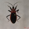 005 Insecta Hemiptera Heteroptera Punaise IMG_3708WTMK.jpg
