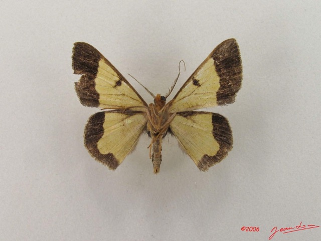 018 Insecta Lepidoptera Geometridae (FV) IMG_4775WTMK.jpg