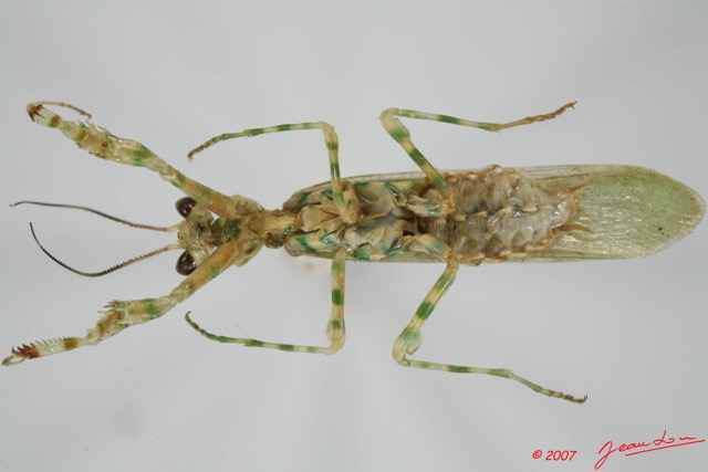 040 Insecta Dictyoptera Mantodea (FV) Mante 7EIMG_9034WTMK.jpg