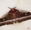 045 Insecte Live Brunea alcinoe IMG_1614WTMK.jpg