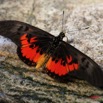 080 Mont KALAMI Lepidoptere Acraea zetes 7IMG_6404WTMK.jpg