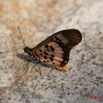 081 Mont KALAMI Lepidoptere Acraea zetes 7IMG_6408WTMK.jpg