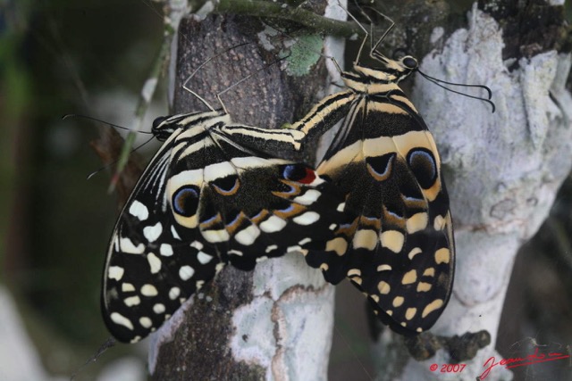 020 LA LOPE Papilio Demodocus Accouplement 7EIMG_9786WTMK.jpg