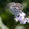 078 Lepidoptere THERMONIPHAS Alberici m 8EIMG_17908WTMK.jpg
