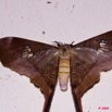 084 Moth Live Eudaemonia Trogophylla 9E50IMG_30690wtmk.jpg