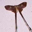 085 Moth Live Eudaemonia Trogophylla 9E50IMG_30693wtmk.jpg