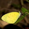 093 Plateaux Bateke 4 Lepidoptere Eurema senegalensis 9E50IMG_30842wtmk.jpg